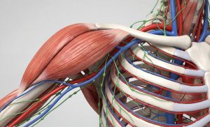Curso de anatomía