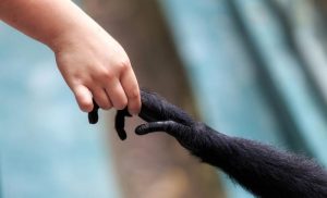 Curso de biología evolutiva