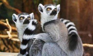 Curso de zoología